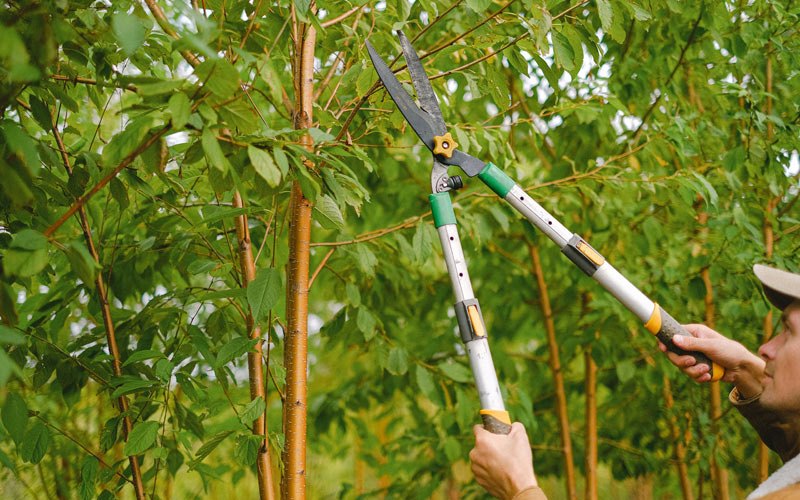Tree trimming in Park City, KY
